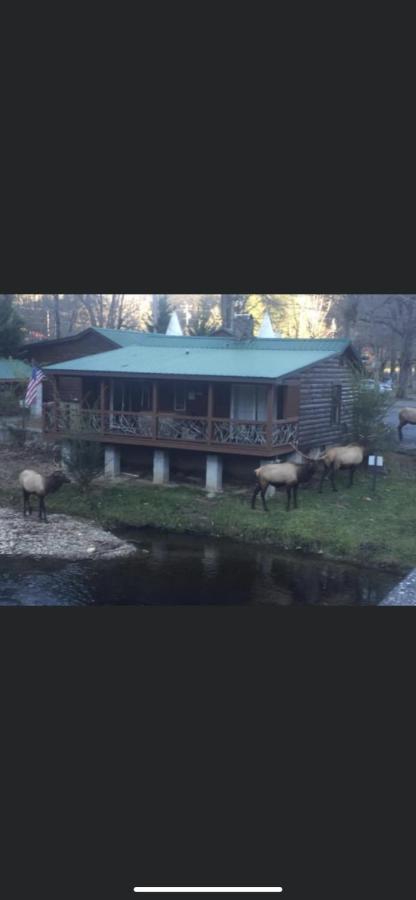 Qualla Cabins And Motel Cherokee Near Casino Whittier ภายนอก รูปภาพ